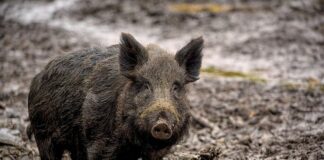 Ile świnie mają IQ?