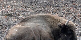 Jak założyć hodowle zwierząt?