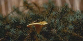 Mykologia w domowych warunkach dzięki growkitom Mykologia w domowych warunkach dzięki growkitom